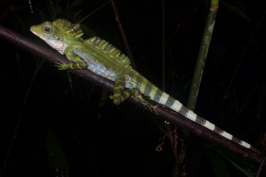 Malayan Crested Lizard from Hulu Selangor, Selangor, Malaysia on ...