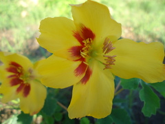 Cochlospermum wrightii