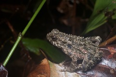 Phrynoidis asper