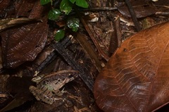 Limnonectes malesianus