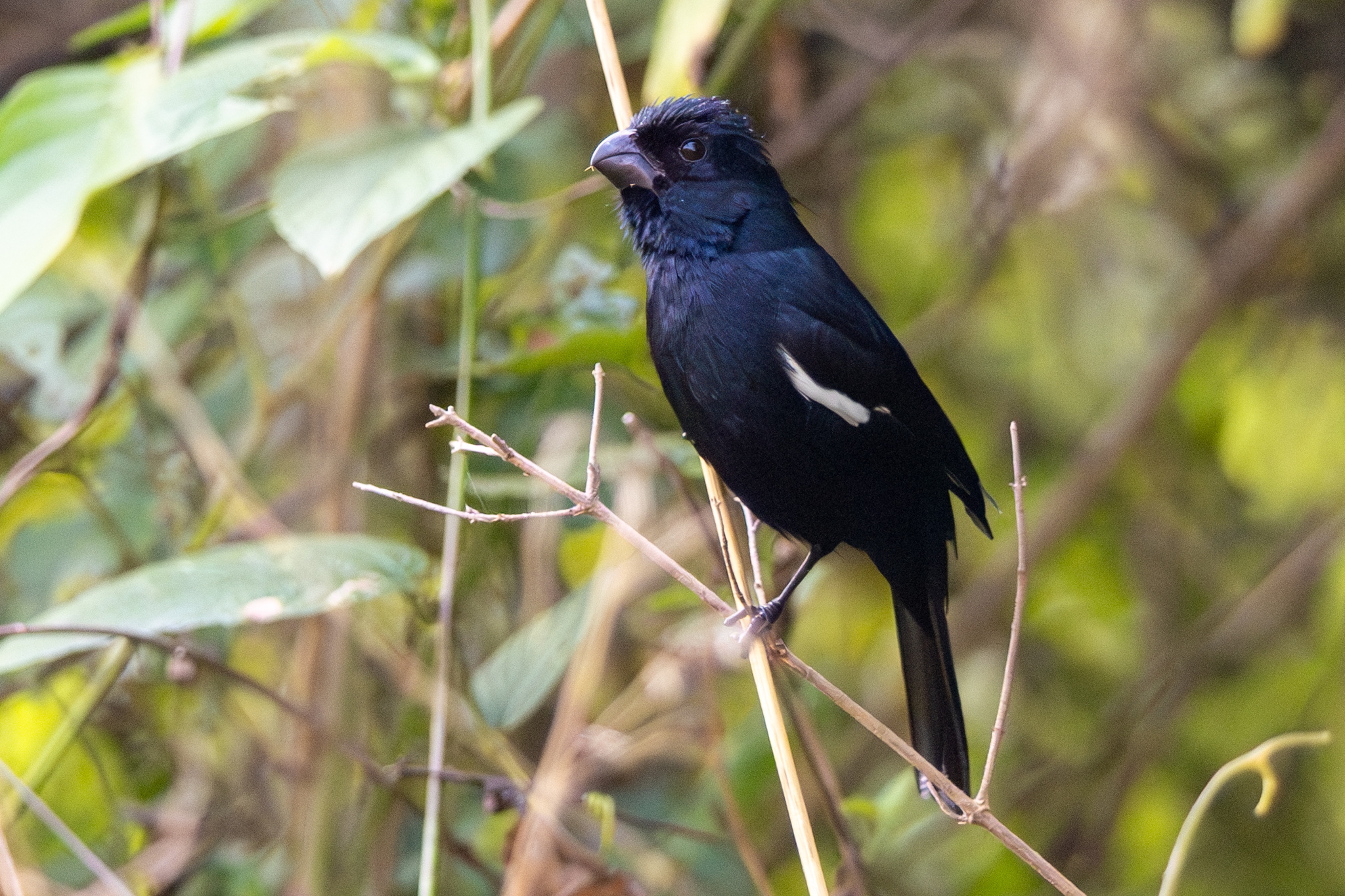 Cuban Bullfinch (Melopyrrha nigra), photo 2