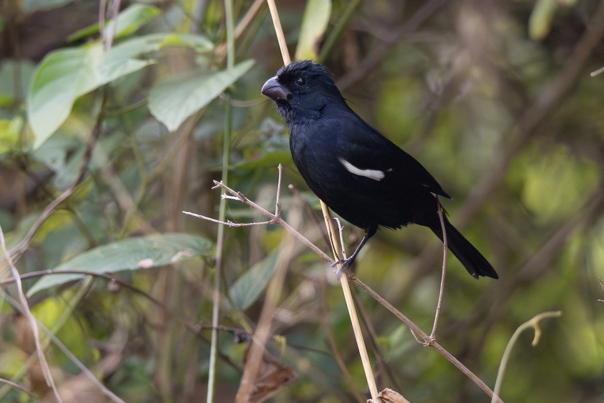 Cuban Bullfinch (Melopyrrha nigra), photo 3
