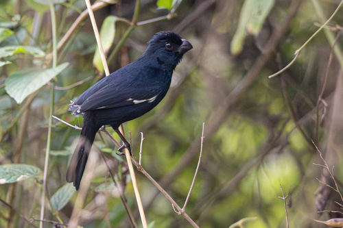 Cuban Bullfinch (Melopyrrha nigra), photo 10