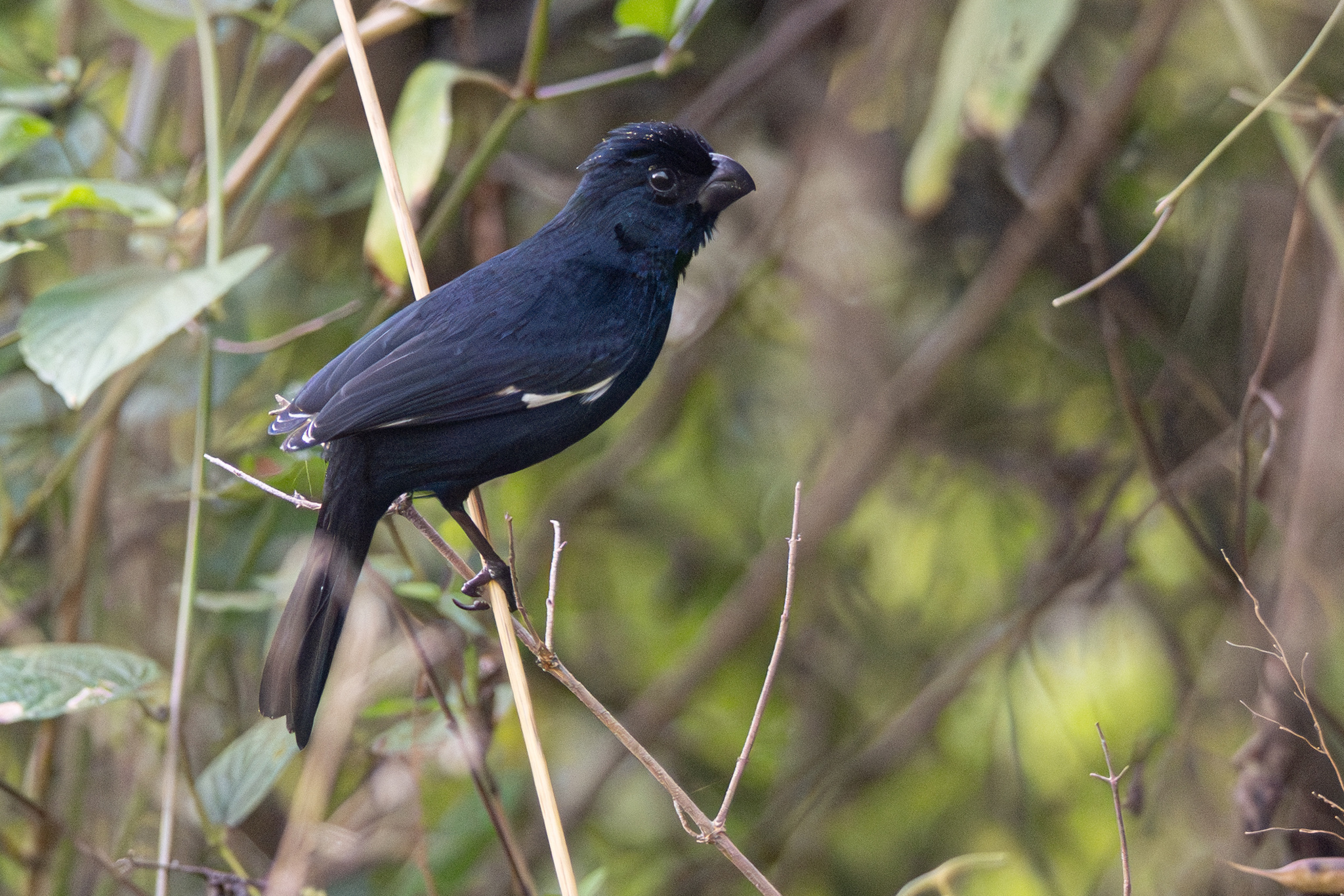 Cuban Bullfinch (Melopyrrha nigra), photo 4