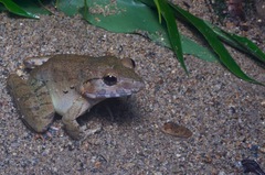 Limnonectes blythii
