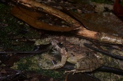 Limnonectes malesianus