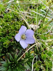 Gentianella cerastioides