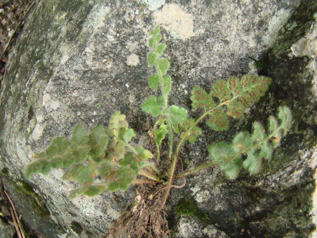 Asplenium hispanicum