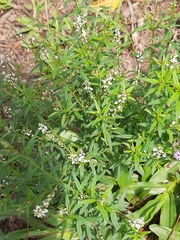 Polygala