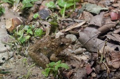 Limnonectes blythii