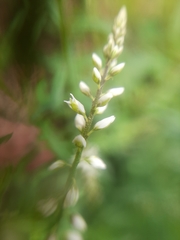 Polygala