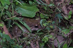 Limnonectes malesianus