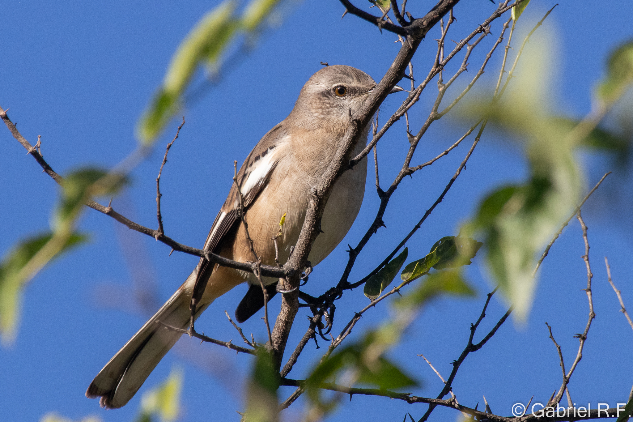 White-banded Mockingbird (Mimus triurus), photo 7