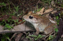 Limnonectes malesianus