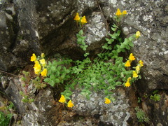 Linaria platycalyx