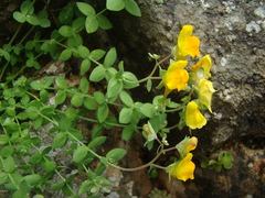 Linaria platycalyx
