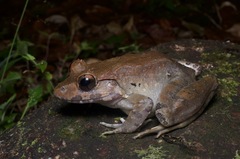 Limnonectes malesianus