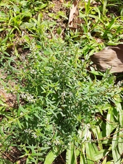 Polygala