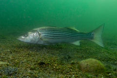 Striped Bass photo 1