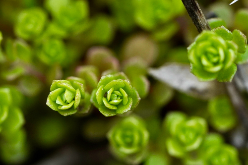 Sedum rosulatobulbosum iNat (1)