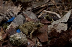 Limnonectes blythii