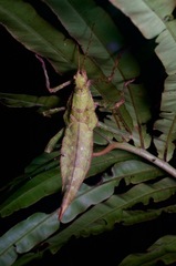 Heteropteryx dilatata