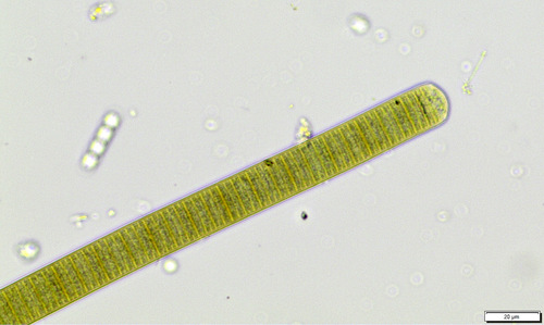 Phormidium observed 2026-03-27