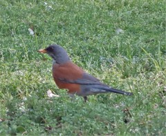 Turdus rufopalliatus