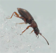 Anthobium atrocephalum