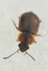 Anthobium atrocephalum
