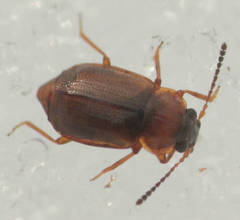 Anthobium atrocephalum