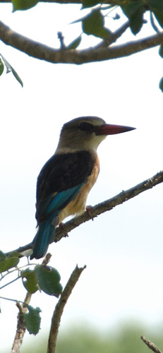 iNaturalist: (c) Flurina Werthmüller, some rights reserved (CC BY-NC), uploaded by Flurina Werthmüller iNaturalist image