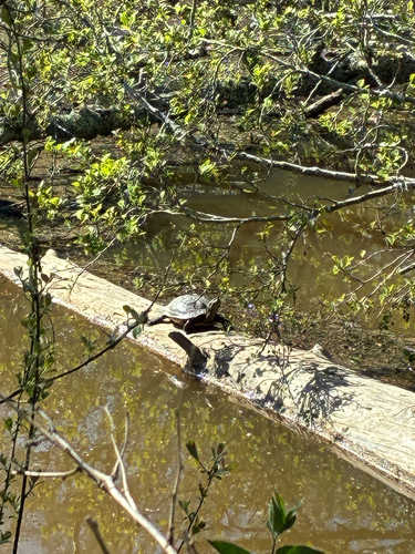 Trachemys scripta