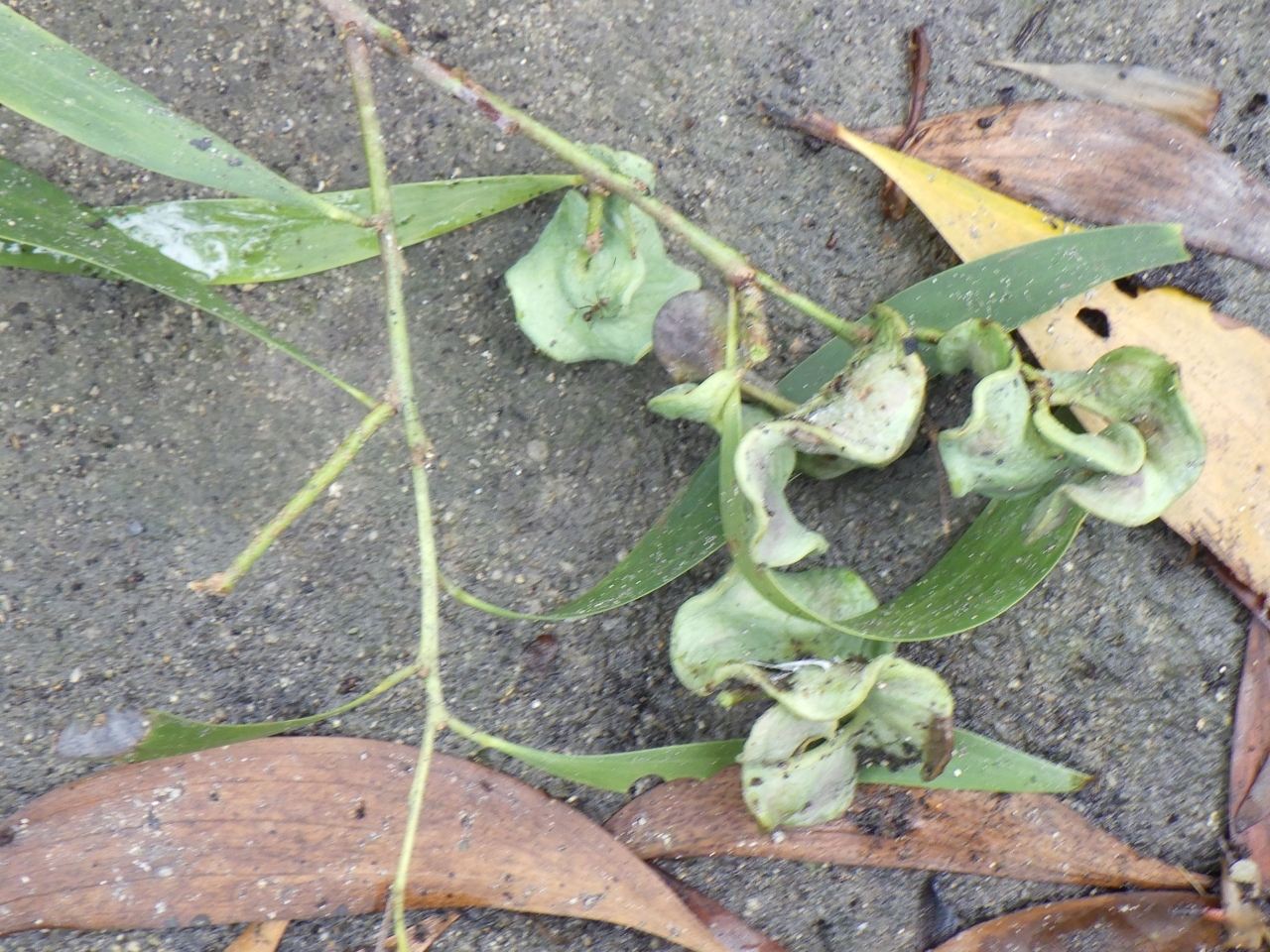 Acacia auriculiformis — ảnh 3