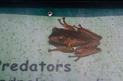 Polypedates otilophus