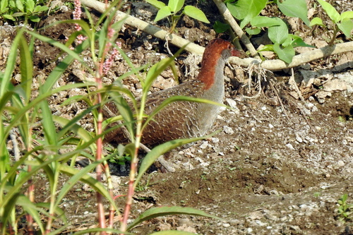 Slaty-breasted Rail (Lewinia striata), photo 5