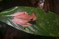 Rhacophorus pardalis