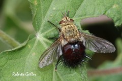 Jurinella