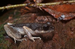 Leptobrachella gracilis