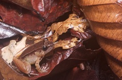 Limnonectes palavanensis