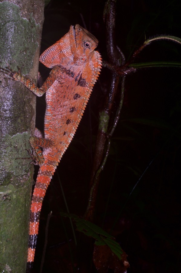 Peters' Forest Dragon