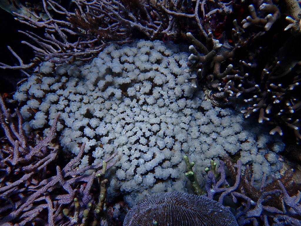 Plerogyra coral (Plerogyra simplex)