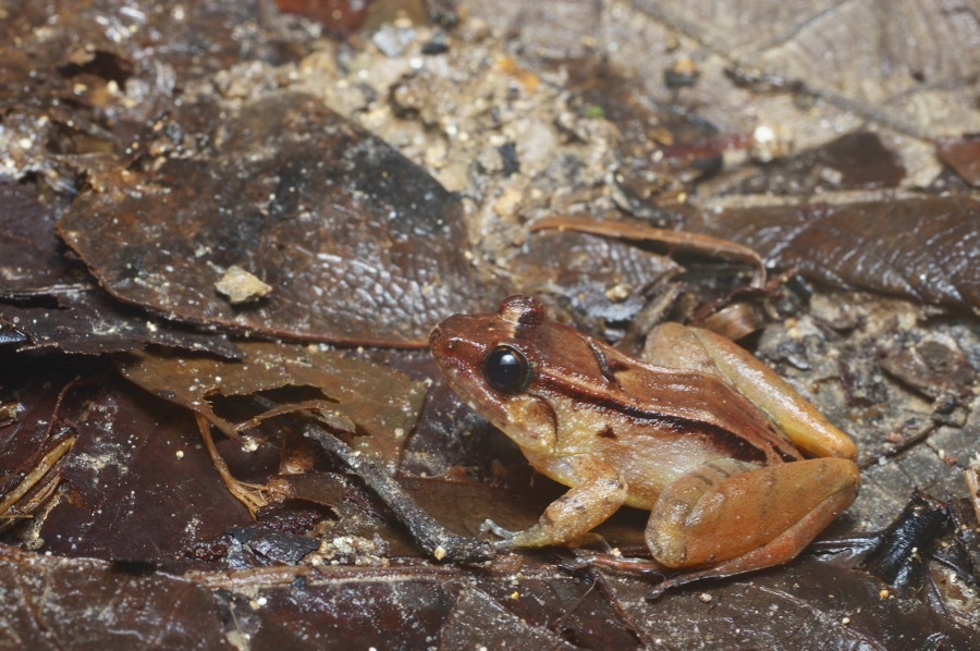 Smooth Guardian Frog