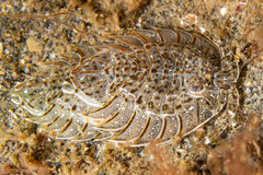 Image of Acanthoserolis schythei