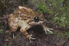 Limnonectes conspicillatus