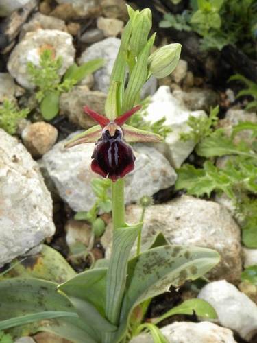 Ophrys mammosa mouterdeana