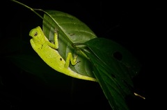 Gonocephalus doriae