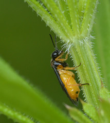 Halidamia affinis