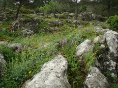 Orchis mascula laxifloriformis