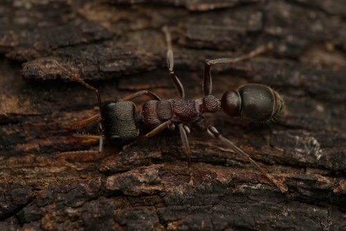 甲足牛蚁Myrmecia testaceipes